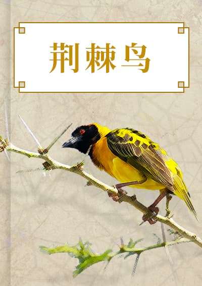 荆棘鸟